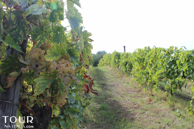 Cantina Zanchi - Amelia - Umbria - Itália