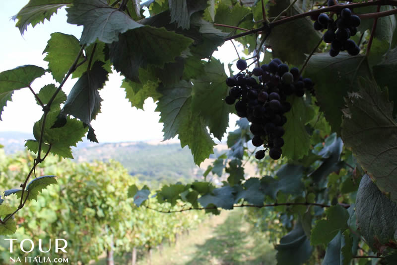 Cantina Zanchi - Amelia - Umbria - Itália