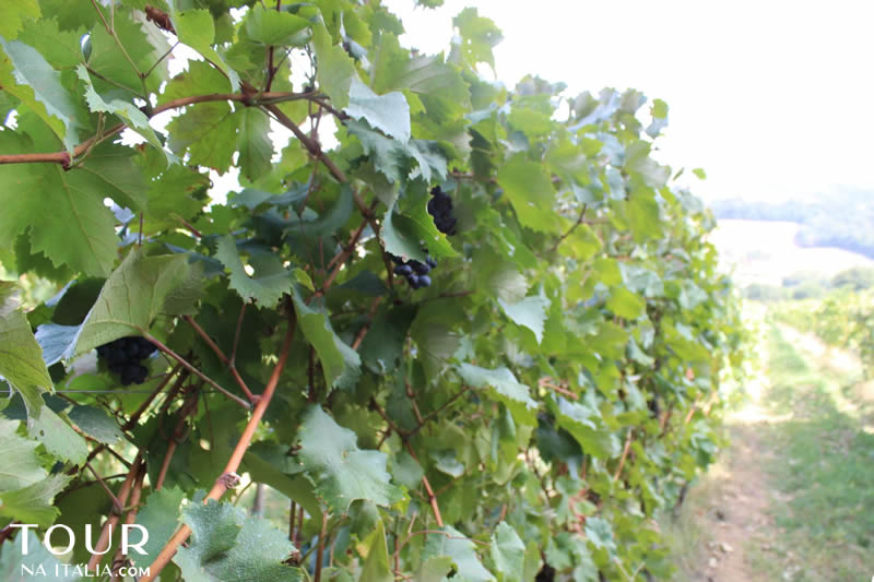 Cantina Zanchi - Amelia - Umbria - Itália