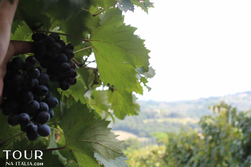 Cantina Zanchi - Amelia - Umbria - Itália
