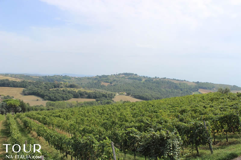 Cantina Zanchi - Amelia - Umbria - Itália