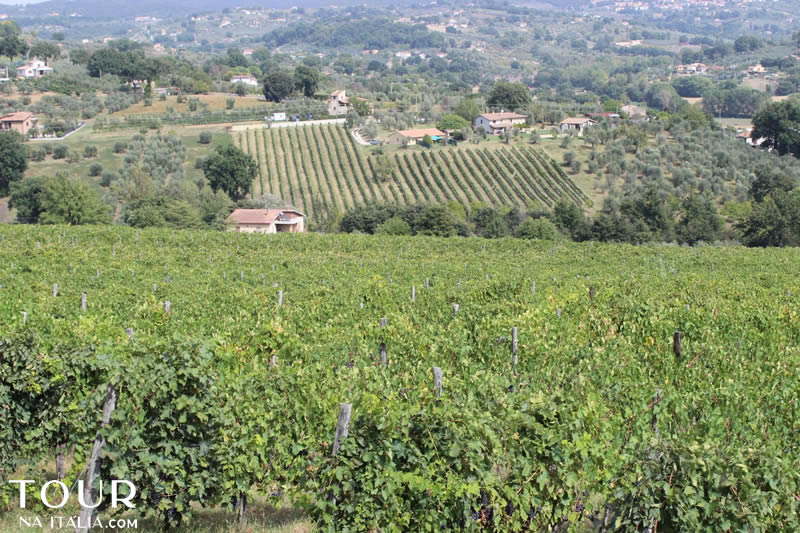 Cantina Zanchi - Amelia - Umbria - Itália