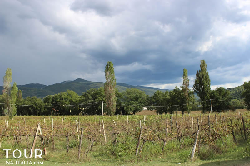 Vinícola Narni - Umbria - Itália