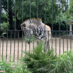 Bioparco - Galleria Borghese - Lazio - Tivoli