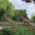 Bioparco - Galleria Borghese - Lazio - Tivoli