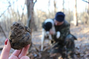 Caças as trufas em Alba - privativo